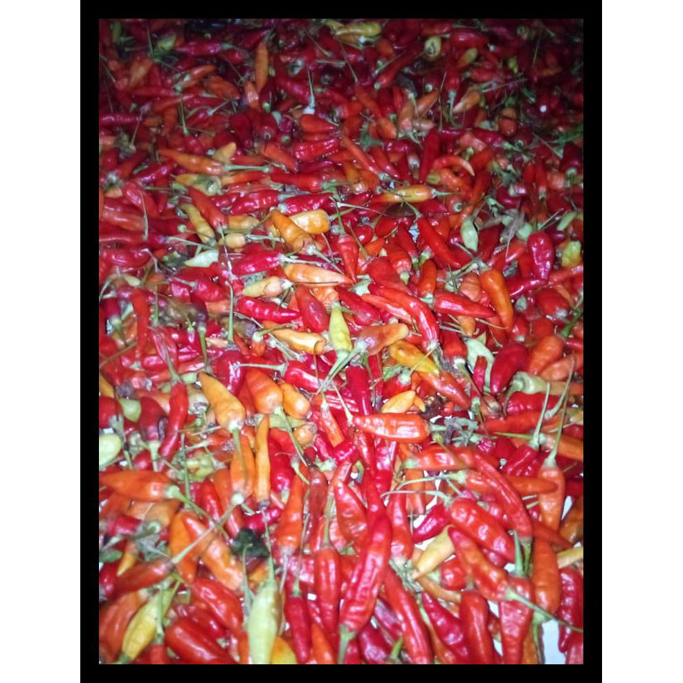 

Cabe Rawit Merah Terbaik
