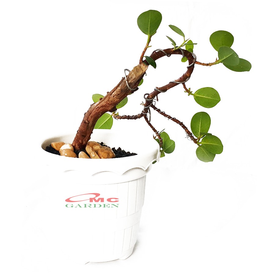 Tanaman Hias Pohon Bonsai Mame Beringin Korea Mini Dolar B-BK-004