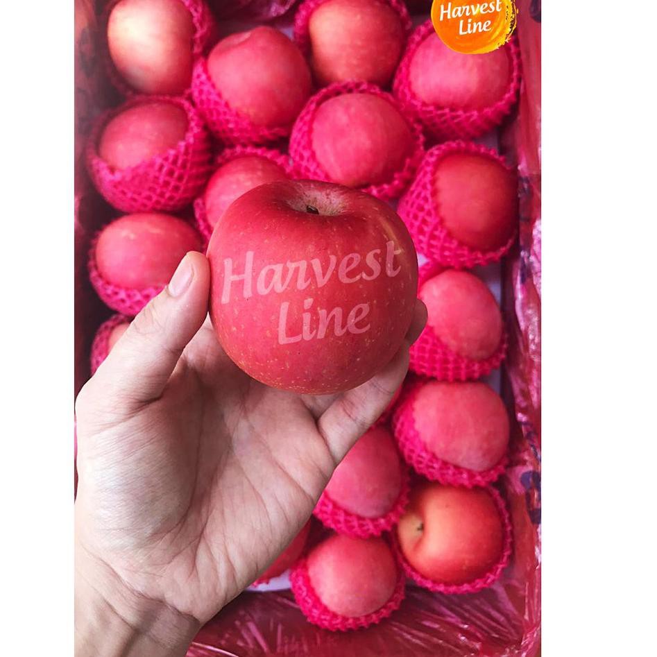 

Trend's 2121 BUAH APEL FUJI PREMIUM 500GR [HARVEST LINE] I19I1 ,.|