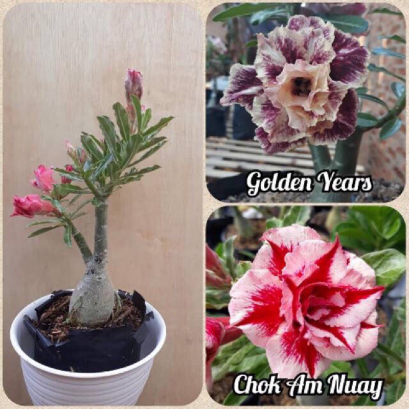 Bibit bunga adenium/kamboja jepang 1 pohon 2 warna