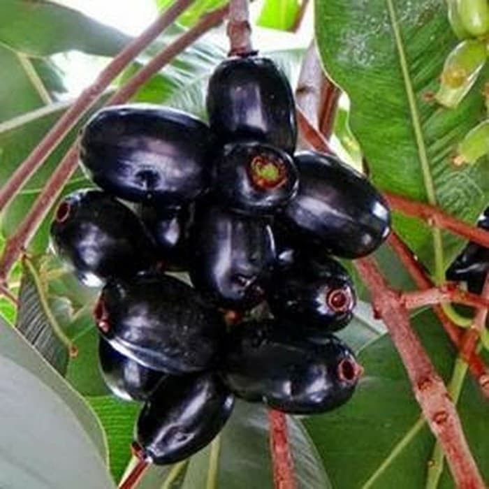 Bibit Pohon Jamblang Hitam - Buah Jamblang Duwet/Jambu Kling