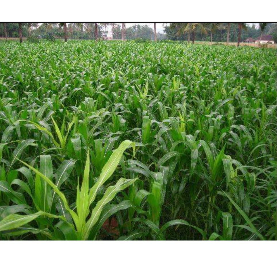 Bagus Benih / Bibit Jagung manis Unggul "BARUNA" 250gr Garuda Seed