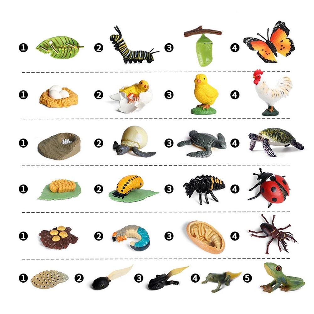 QUINTON Science Toy Simulation Animals Biology Action Figures Growth Cycle Model Butterfly Growth Cycle Spider Insect Animals Chicken Plastic Models Teaching Material Life Cycle Figurine