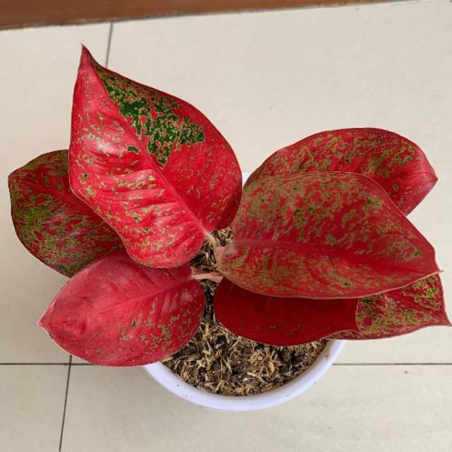 Bonggolan Aglonema Red Stardust Petani Aglonema3