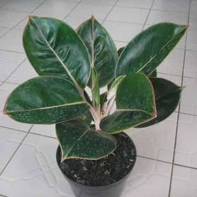 Tanaman hias aglonema flaminggo-aglonema lipstik flaminggo