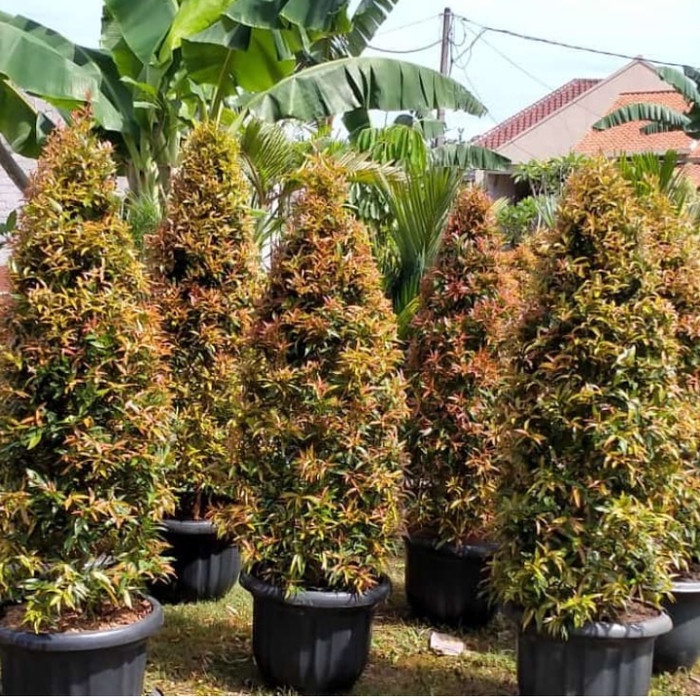 TANAMAN HIAS PUCUK MERAH TINGGI 1 METER-PUCUK MERAH