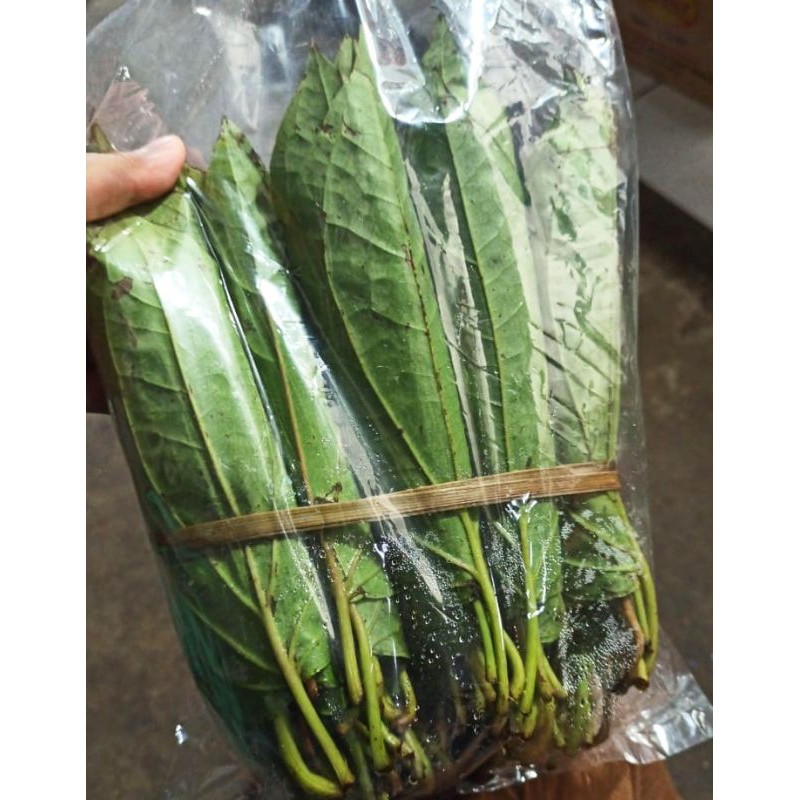 

Daun Sirih Medan