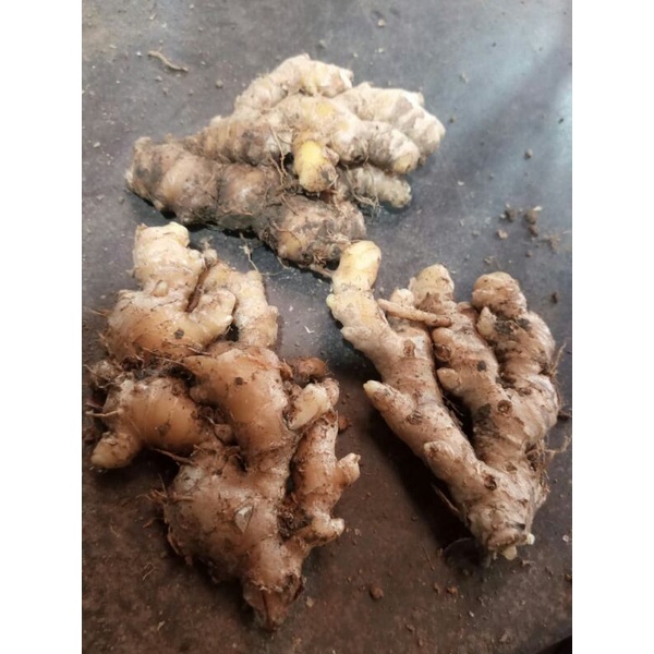 

jahe emprit 1kg