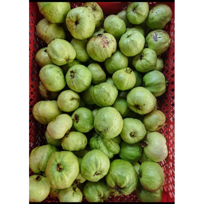 

jambu kristal | 500 gr