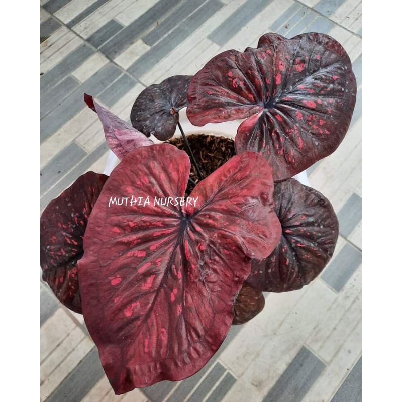 CALADIUM BLACK MAMBA REMAJA