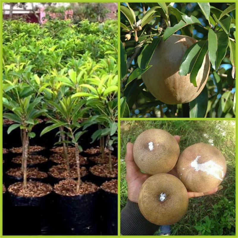 Bibit sawo jumbo vietnam/bibit sawo