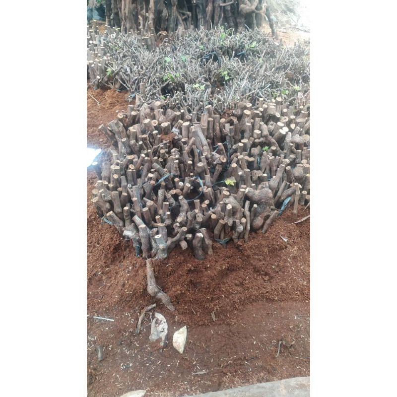 Cutting anggur jenis alfonso/ batang bawah