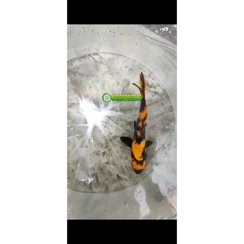koi blitar | ikan koi ki utsuri | jenis ikan koi yang bagus | jual ikan koi