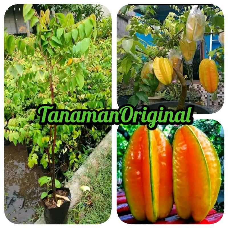 Bibit belimbing jumbo/bibit buah belimbing jumbo okulasi