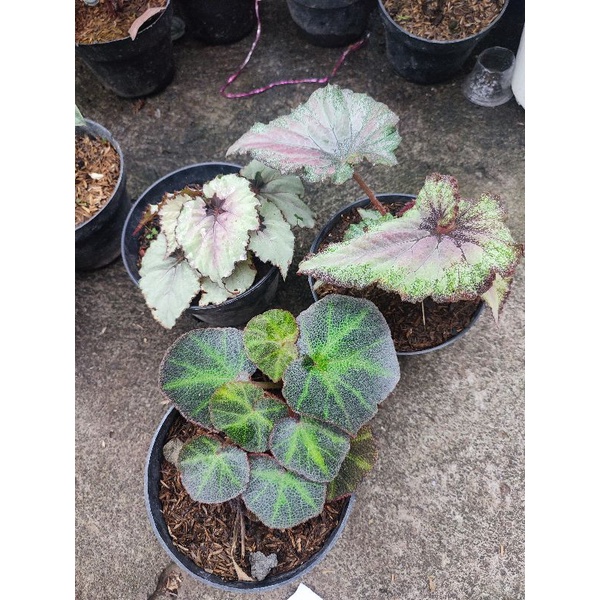 paket begonia
