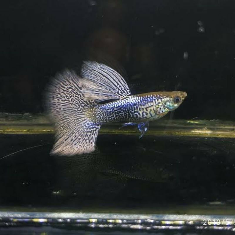 Ikan guppy purple lace remaja sepasang
