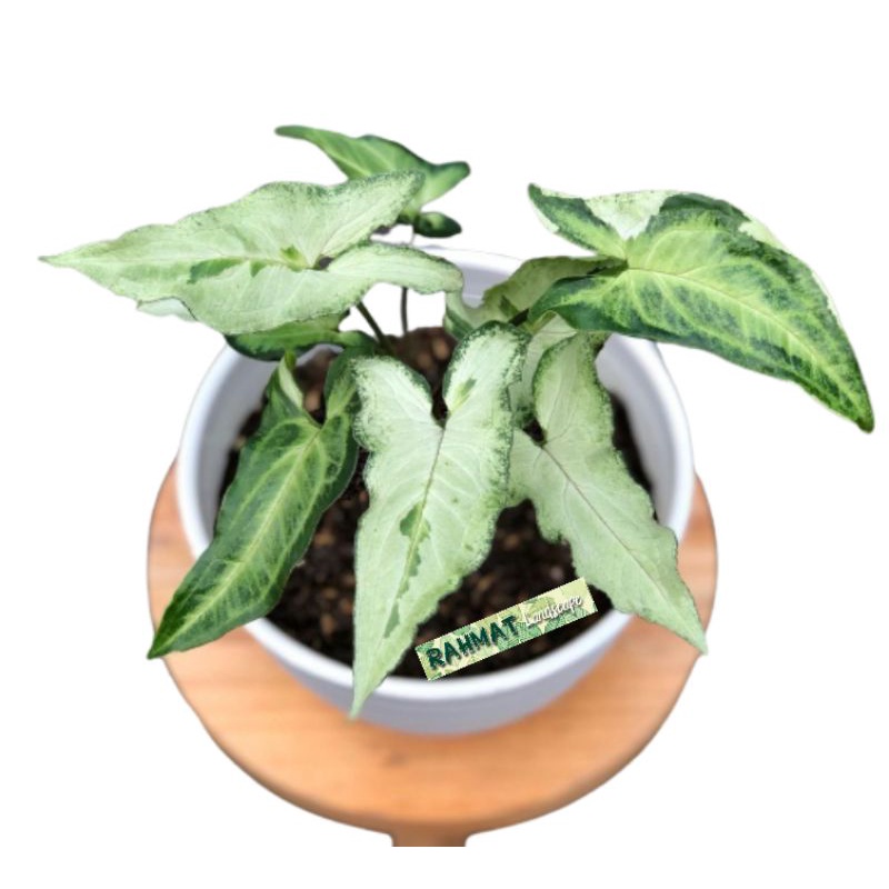 syngonium three kings - syngonium threeking - tanaman hias syngonium - syngonium