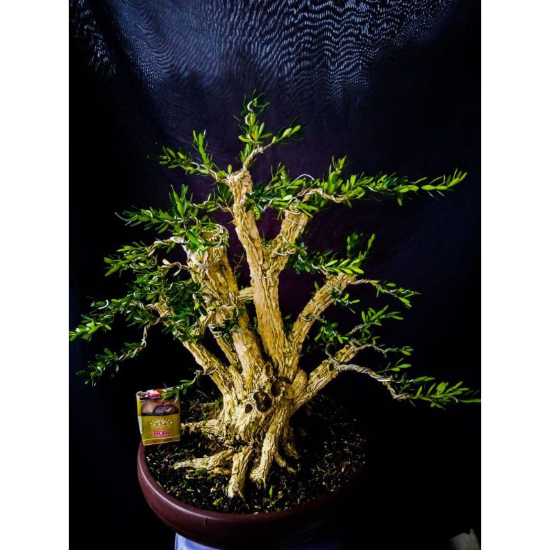 bonsai boxus besar