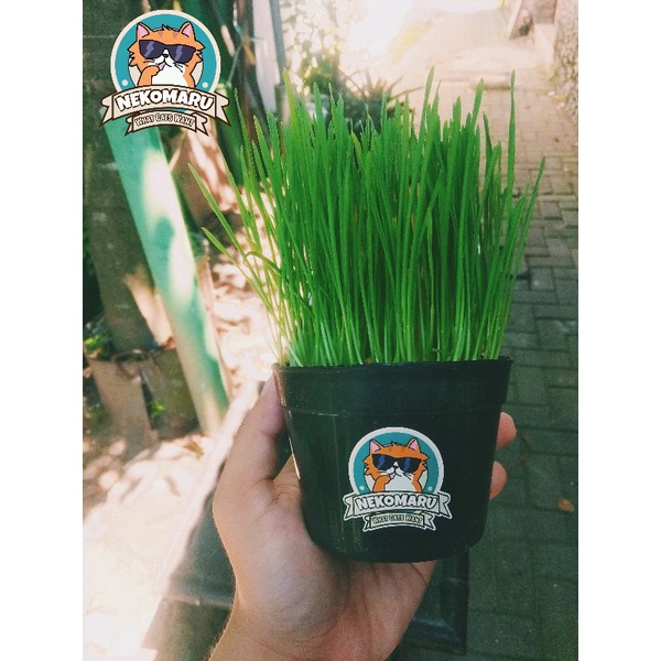Rumput Kucing Catgrass Wheatgrass Rumput gandum