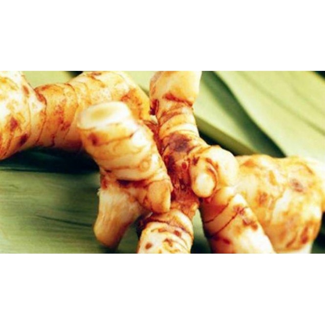 

LENGKUAS LAOS 1 KG - 250 GRAM