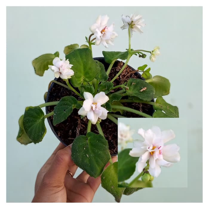 tanaman hias begonia violces warna random , beli 4 bonus 1 begonia mawar bunga tumpuk