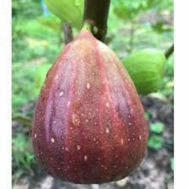 bibit pohon buah tin fresh cangkok buah tin super jumbo SUJU