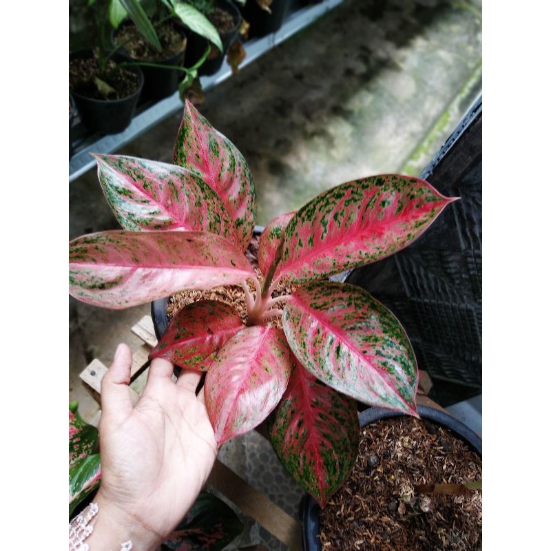 REAL PICT Bunga aglonema sexlya 9 daun/aglonema Sexylia/murah Aglonema sexylia