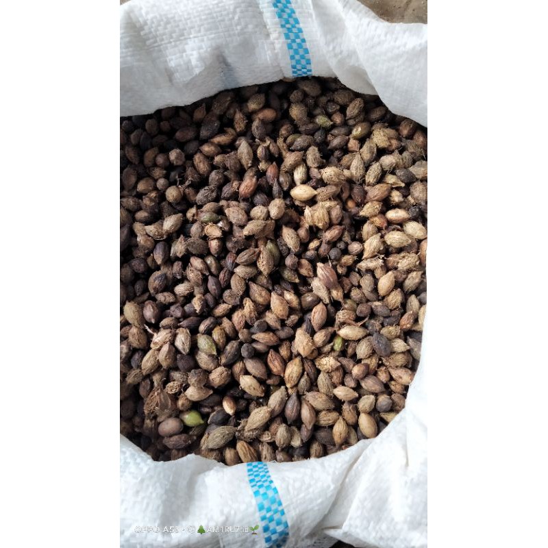 

BIJI KETAPANG KENCANA 1kg