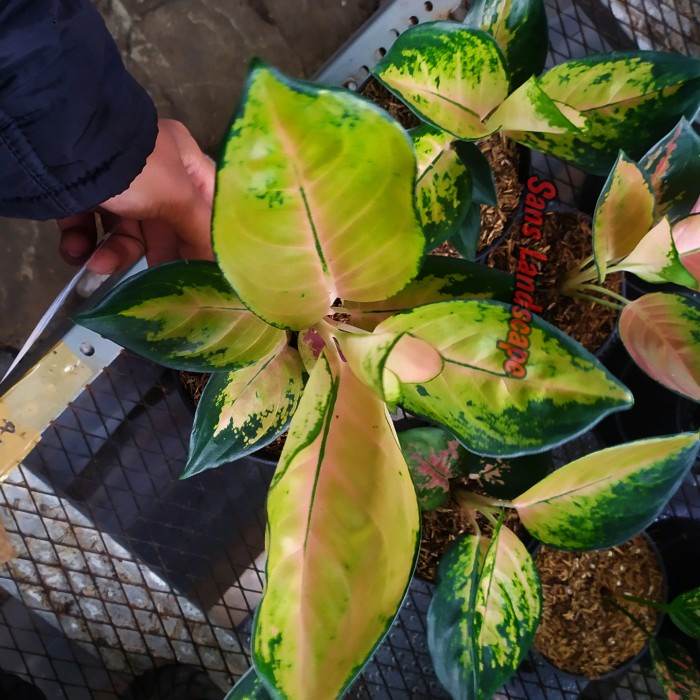 Aglonema Sultan Brunei Dewasa - L