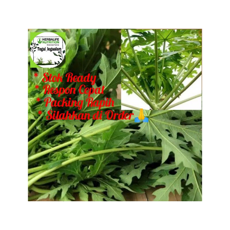 

Daun Pepaya Fresh,di Petik Ketika Order