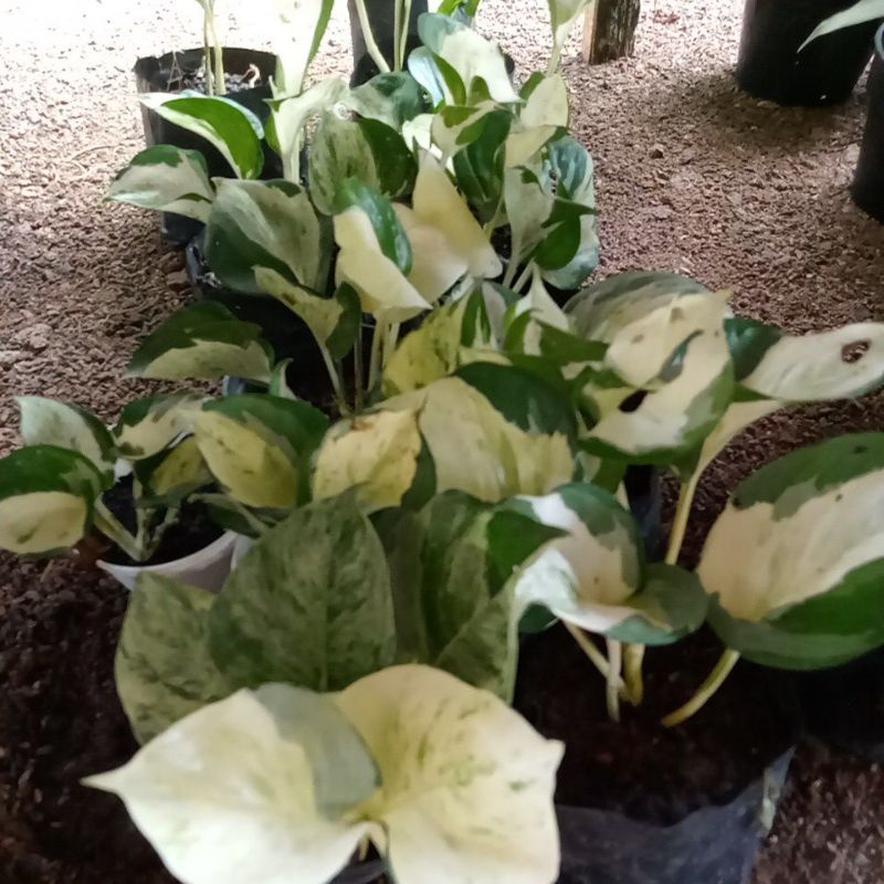 Sirih gading manjula - Sirih gading manjula keong - Sirih manjula ASLI murah