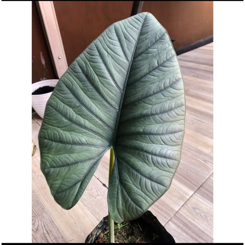 bongol/umbi alocasia reginae
