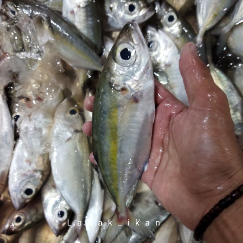 

Ikan Kembung Segar 1~Kilogram