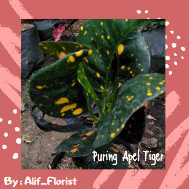 Puring Apel Tiger