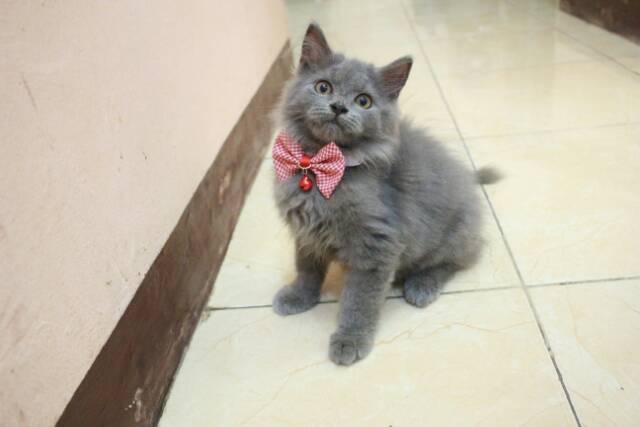 Dasi kupu-kupu exo - tic lucu untuk kucing dan anjing / bowtie kucing murah meriah