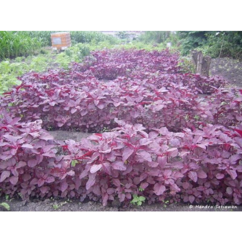 Benih Bayam Merah  lokal kemasan 500Gr.