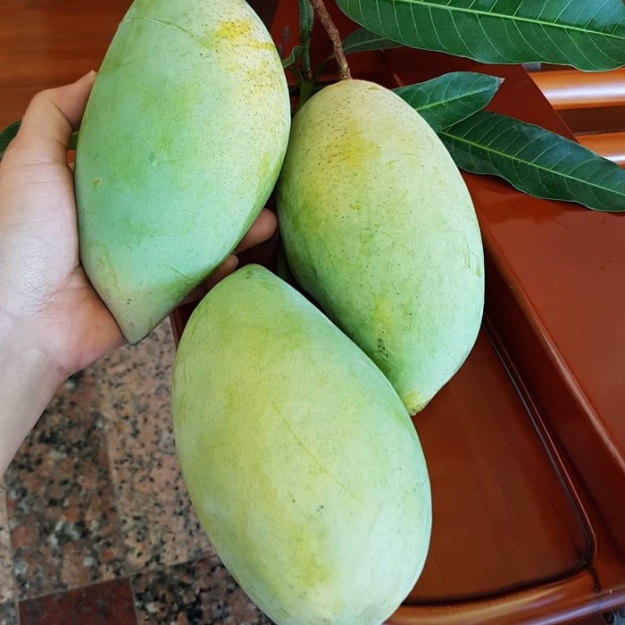 Bibit Tanaman Buah MANGGA OKYONG Premium