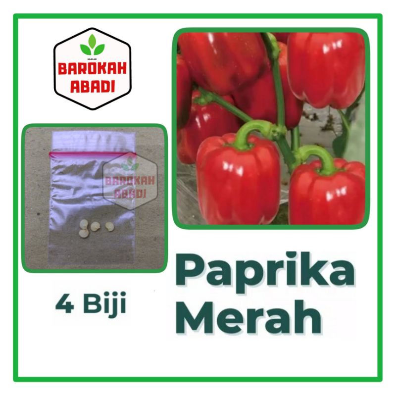 4 Benih Paprika Merah F1 Red Star Sayuran Unggul Known You Seed - Bibit Tanaman Sayur