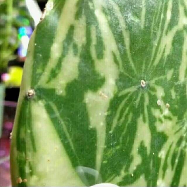 Kaktus centong VARIEGATA - OPUNTIA VARIEGATA