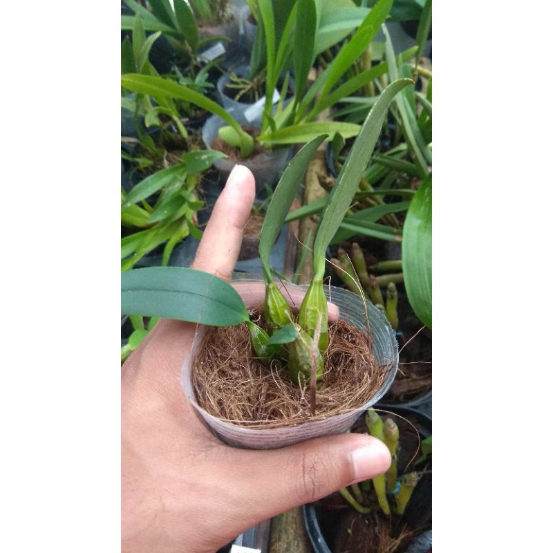 Anggrek Dendrobium Agregatum