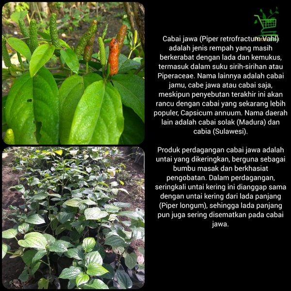 Bibit Pohon Cabe Jawa Cabai Jamu - Tanaman Obat Herbal
