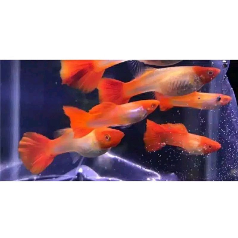 Gupy albino platinum red koi