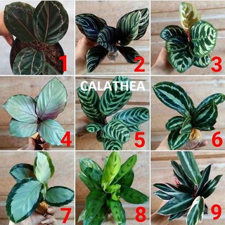 Tanaman Hias Calathea  Shopee Indonesia