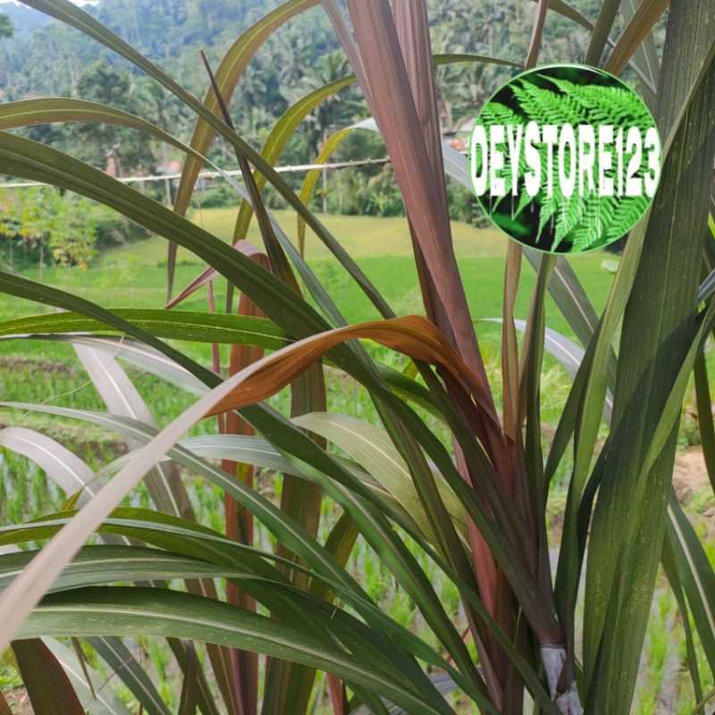 

Daun Tebu Hitam Tebu Ireng segar Per 500 Grm