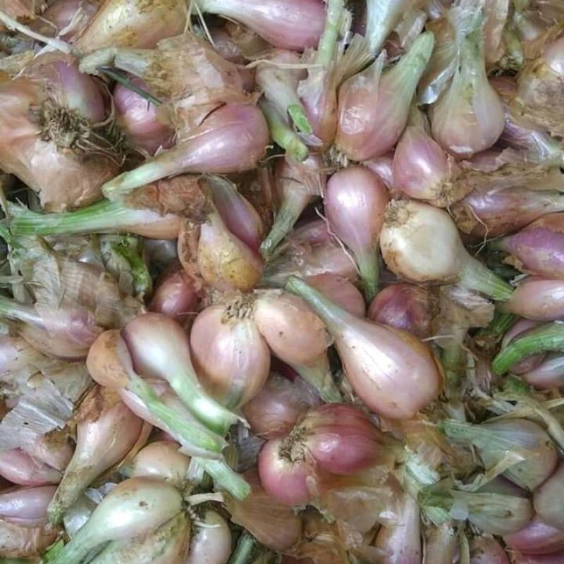 

bawang sumenep kecil