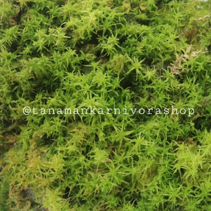 .........] Sphagnum Spagnum Moss Lumut Hidup Media Paludarium Terrarium Vivarium