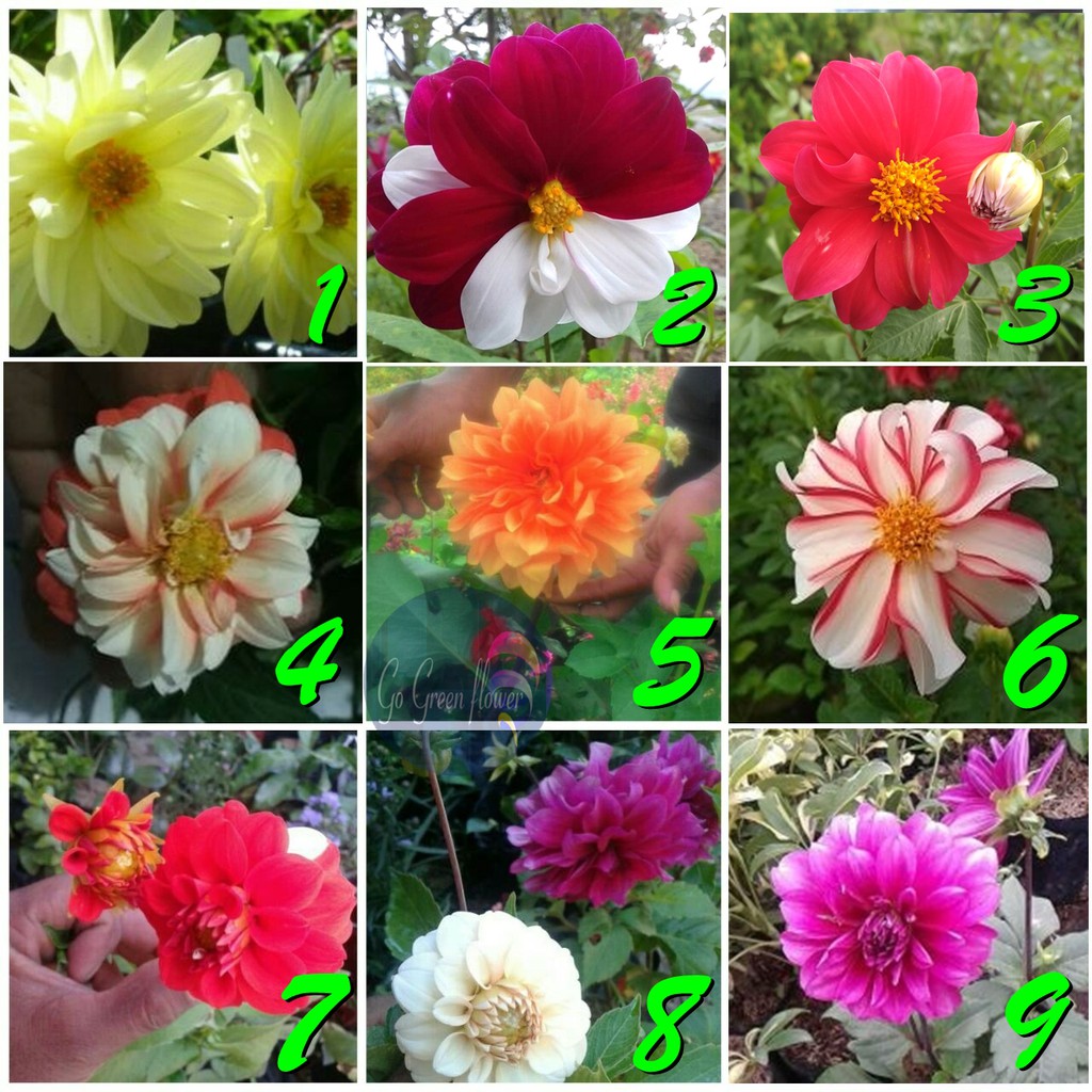 Umbi Dahlia Bibit Dahlia 1paket 10 Umbi Shopee Indonesia