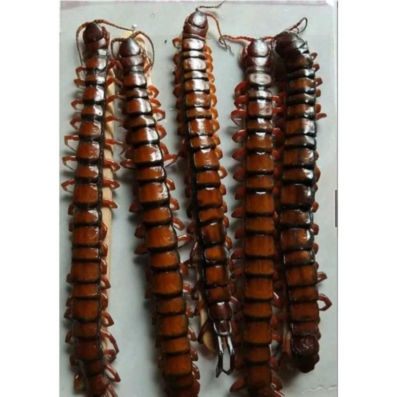 kelabang beku / frozen centipede pakan ikan predator