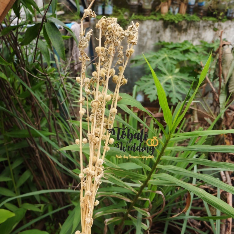 DRIED PRESEVED MINI POMPOM BLEACH