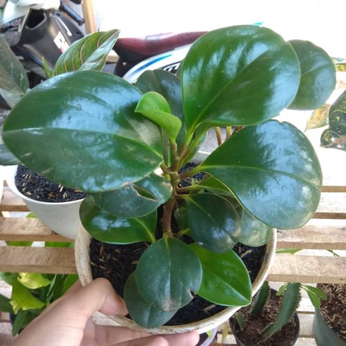 TANAMAN PEPEROMIA JADE PLANT HIJAU PEPEROMIA MURAH JADE PLANT